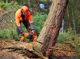 Best Fruit Tree Pruning  in Bear, DE