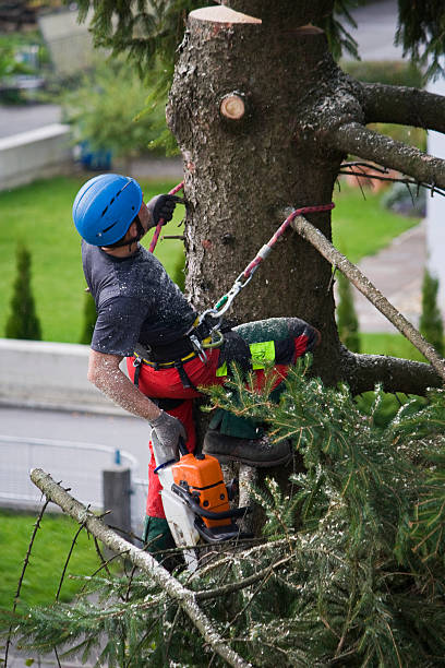 Seasonal Cleanup (Spring/Fall) in Bear, DE