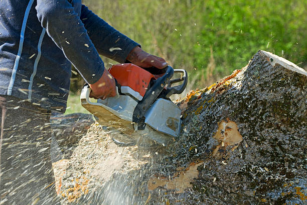 Leaf Removal in Bear, DE